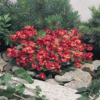 SUPER OLYMPIA RED F1
